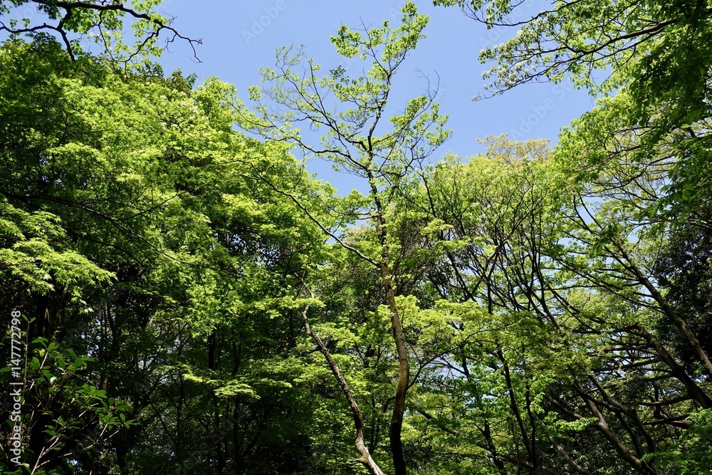新緑の公園 新緑の公園