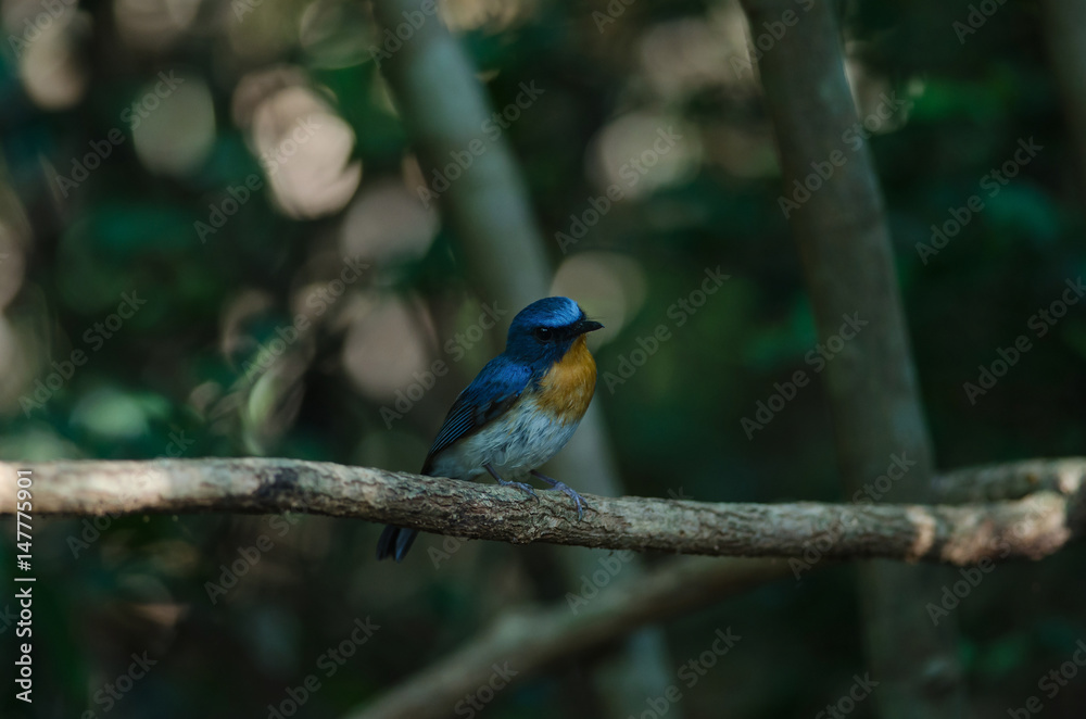 Hill Blue Flycatcher on a branch( Hill Blue Flycatcher on a branch(