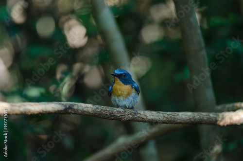 Hill Blue Flycatcher on a branch( © forest71