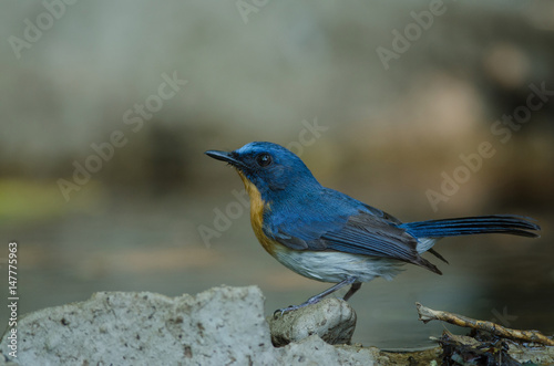 Hill Blue Flycatcher on a branch( © forest71