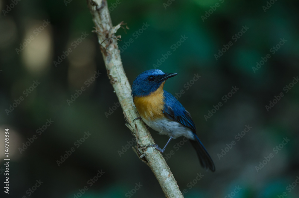 Hill Blue Flycatcher on a branch( Hill Blue Flycatcher on a branch(