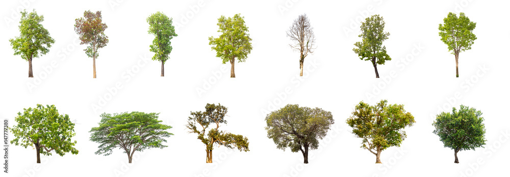 collections green tree isolated. green tree  isolated on white background. - obrazy, fototapety, plakaty 