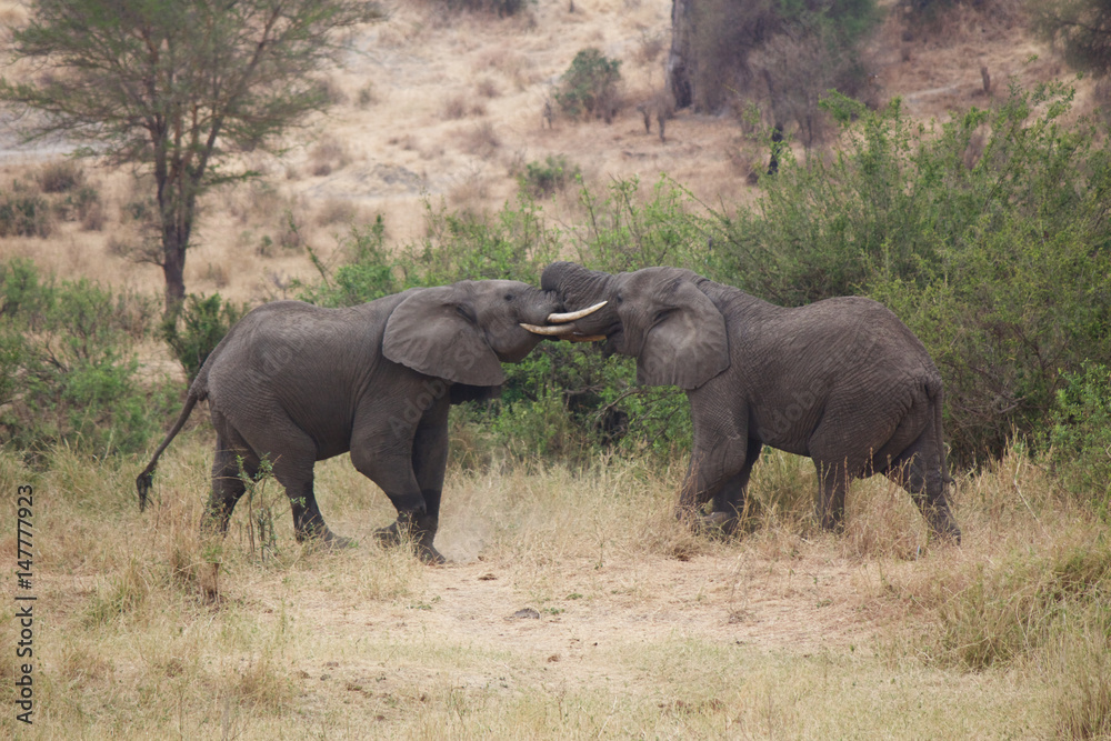Two African Elephants at Play Two African Elephants at Play