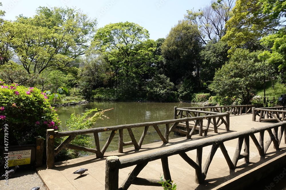 新緑の公園 新緑の公園