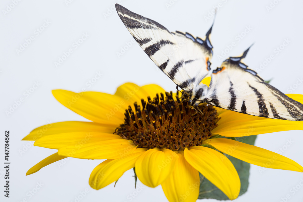 Butterfly on a big yellow flower Butterfly on a big yellow flower