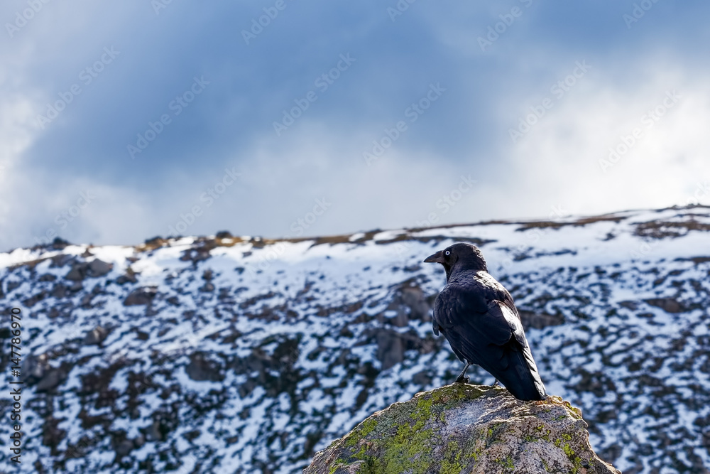 Obraz premium Australian Raven perching on a rock with snowy mountains in the background