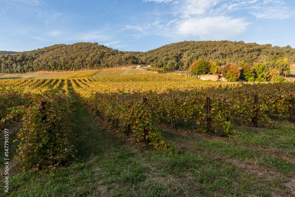 Vineyard in Australia in Autumn with forested hills in background