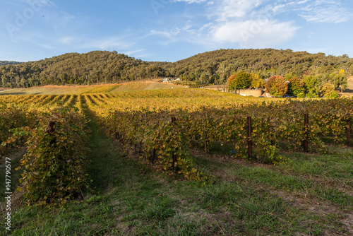 Vineyard in Australia in Autumn with forested hills in background