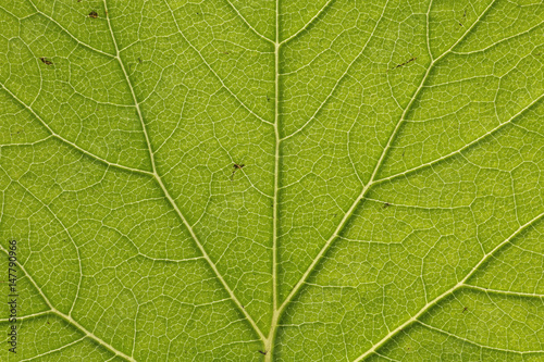 green leaf vein texture background