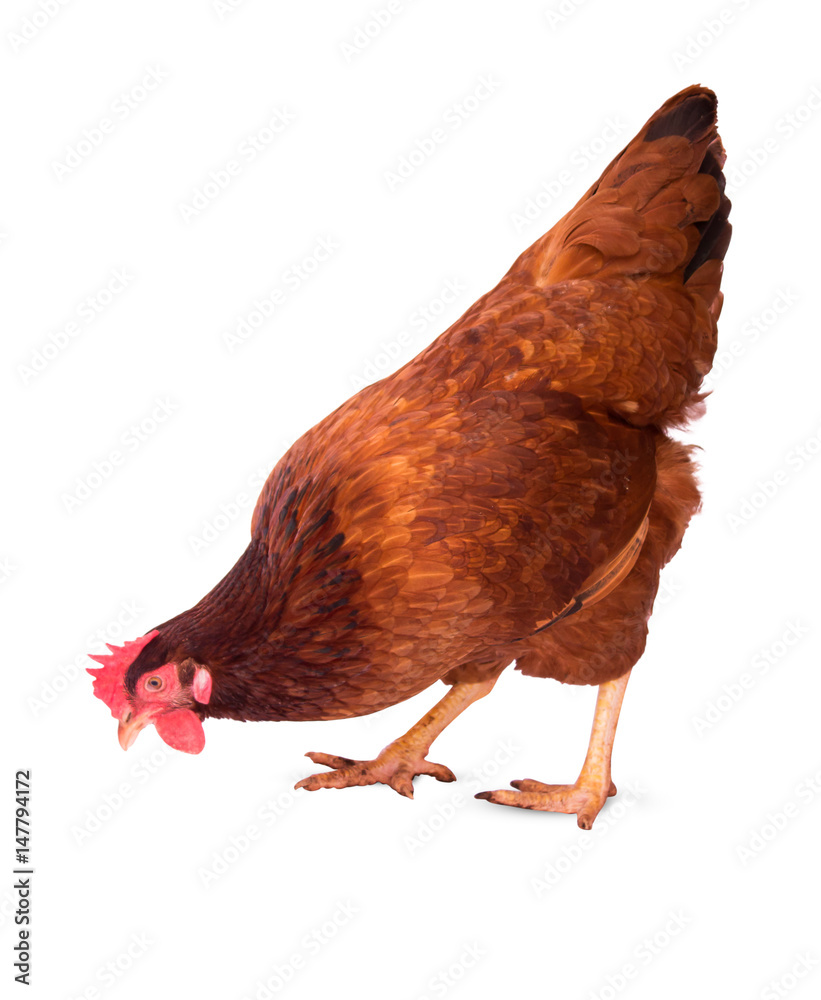 Fototapeta premium Breed chicken egg white background are standing,brown hen