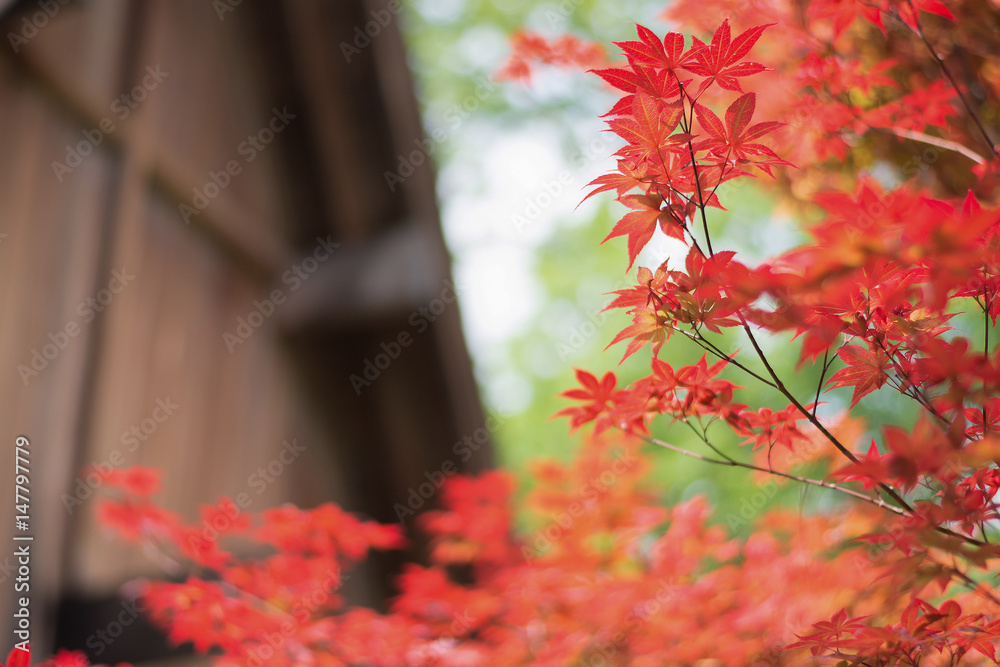 pretty red Japanese maple leaves with blurry background in spring time, selective focused and filtered tones pretty red Japanese maple leaves with blurry background in spring time, selective focused and filtered tones