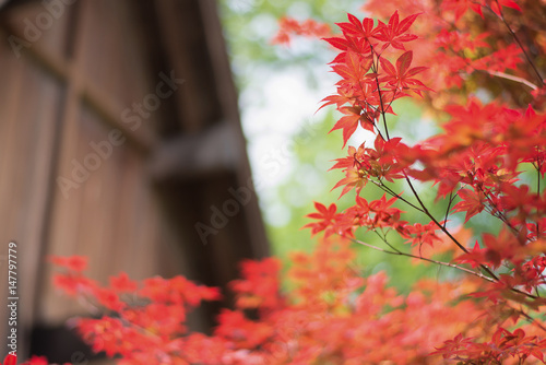 pretty red Japanese maple leaves with blurry background in spring time, selective focused and filtered tones