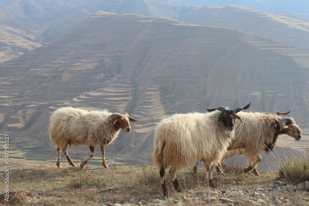 Obraz premium Some Sheep on a High Valley Ledge in Amdo Tibet China Qinghai Province