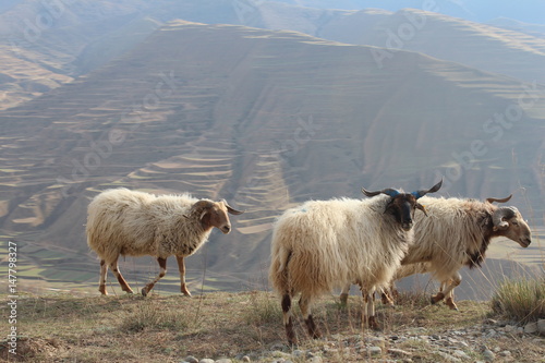 Some Sheep on a High Valley Ledge in Amdo Tibet China Qinghai Province