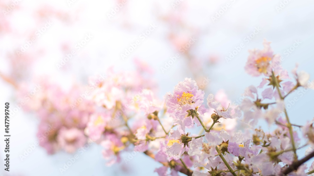 Tropical pink flower over the blue sky in spring
