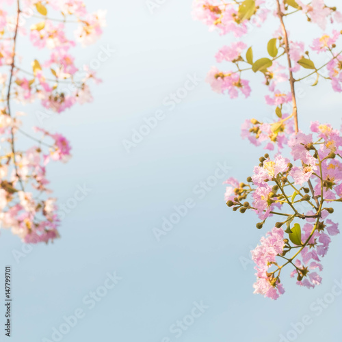 Tropical pink flower over the blue sky in spring 