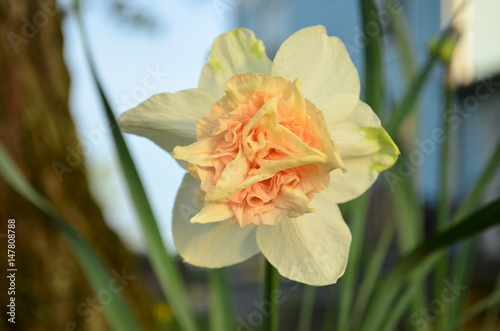 Fototapeta Naklejka Na Ścianę i Meble -  Bi-color peach and white Daffodil