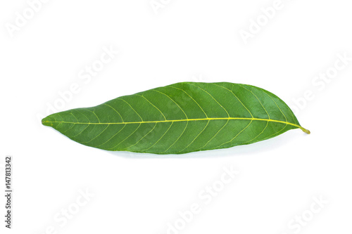 Leaves isolate on white background
