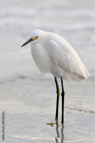  Snowy Egret ( Egretta thula) standing in shallow surf on a hazy day at St. Pete Beach, Florida