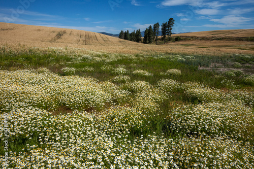 sea of daisies horizontal