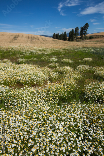 sea of daisies vertical