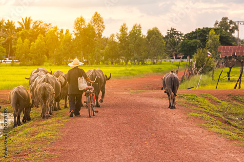 Thai farmer bring buffalo back home cross the dirt road near lake