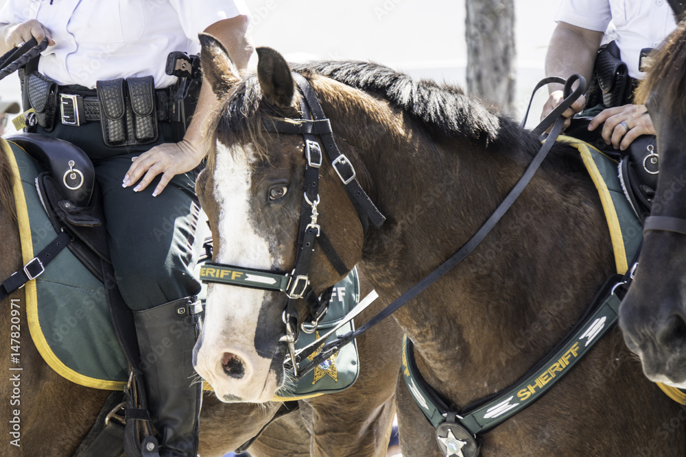 Obraz premium Parade horse