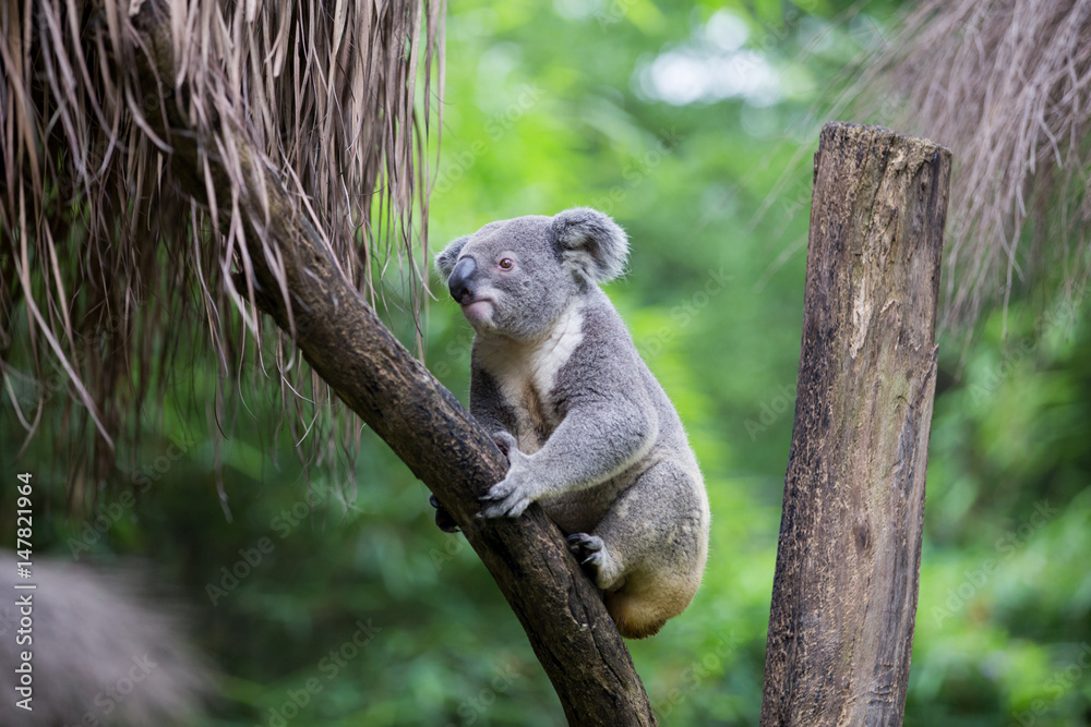 Naklejka premium koala na drzewie