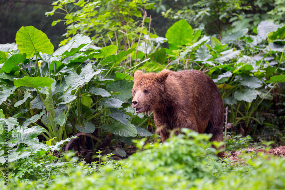 Little brown bear among the bushes Little brown bear among the bushes