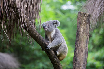 Ingelijste posters Koala Koala op boomstam in natuur  © Aleksei Lazukov