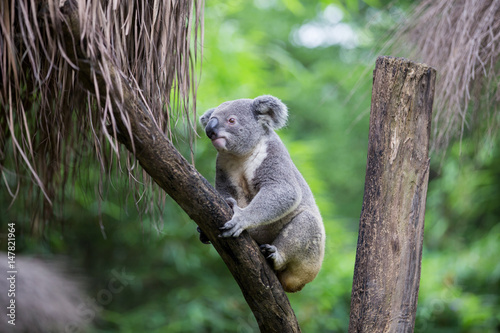 koala on tree © Aleksei Lazukov