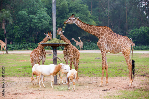 Photography Giraffes and antelopes eat grass