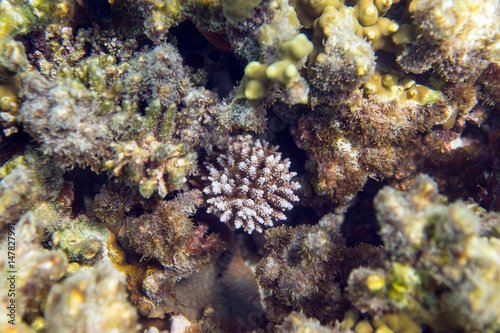Coral reef © andrisl