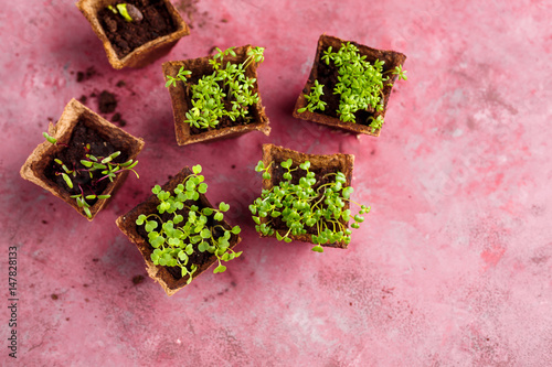 Different potted seedlings growing photo