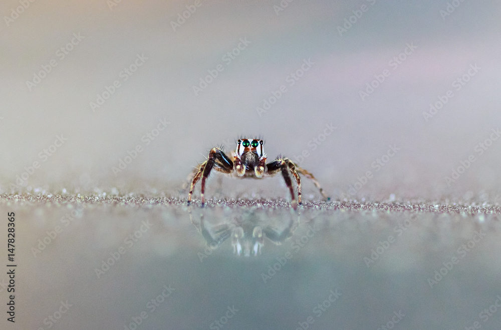 Spider insect animal bug Spider insect animal bug