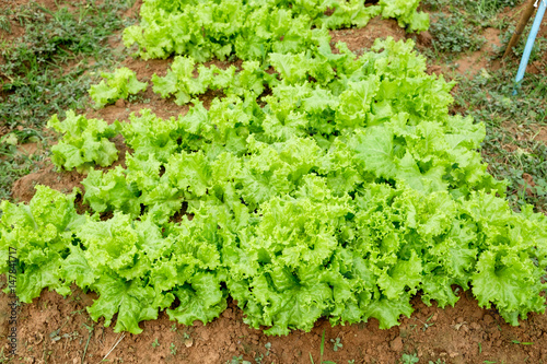 Cultivated lettuce leaves