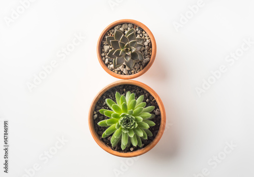 Business concept - Top view of two cute succulent green plant on white background desk, layout like number 8