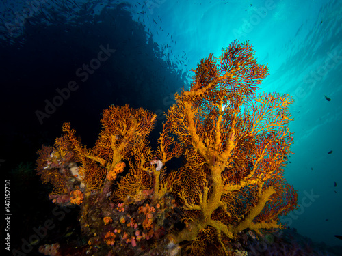 Gorgoninan sea fan with sun beams from the surface