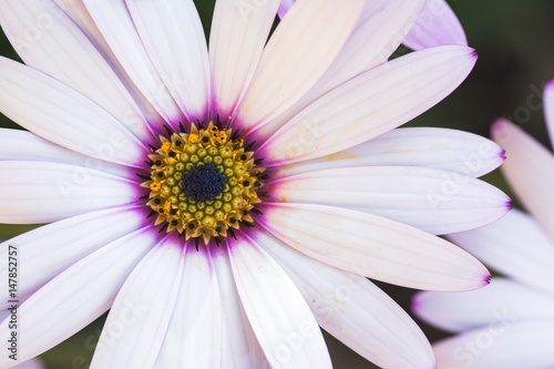 Beautiful white osteospermum with lilac and yellow in the middle in the garden, selective focus