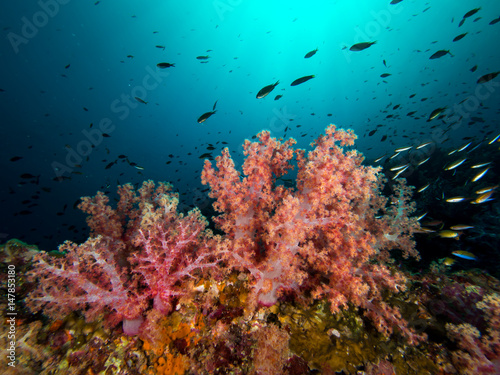 Fototapeta Naklejka Na Ścianę i Meble -  Soft coral