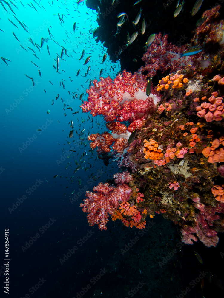 Red soft coral on a coral wall with fish around and blue water