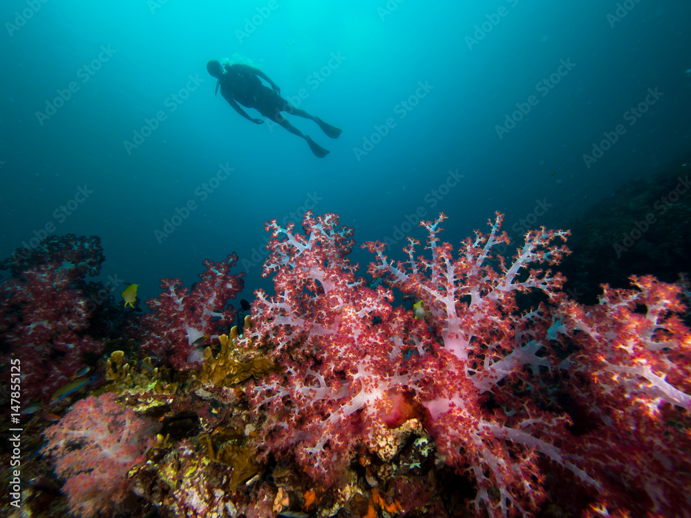 Fototapeta premium Red soft coral and a diver in the background