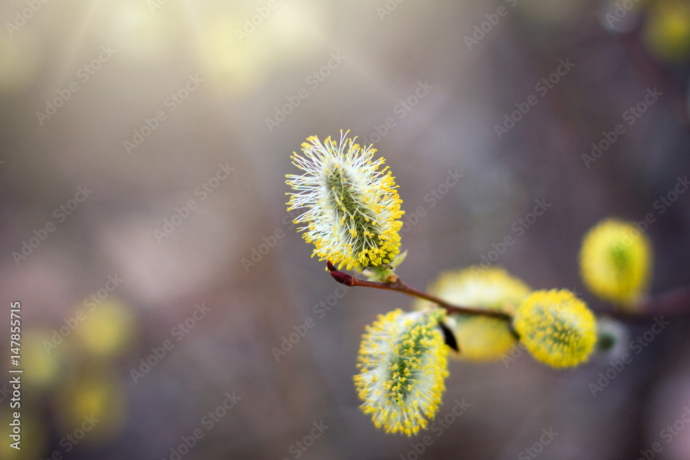 Blossoming willow buds on sunny day Blossoming willow buds on sunny day