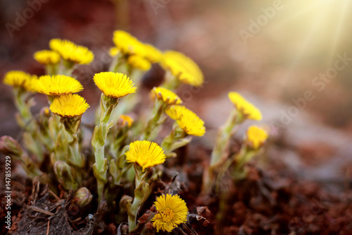 Blooming yellow coltsfoot flowers © Anatoly