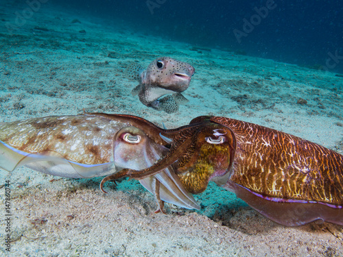 Pharaoh cuttlefish mating with a porcupine fish onlooker photo