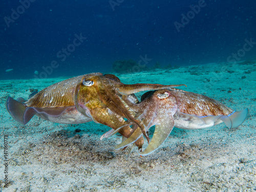 Pharaoh cuttlefish mating photo