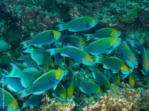 Fototapeta Naklejka Na Ścianę i Meble -  Schooling parrotfish