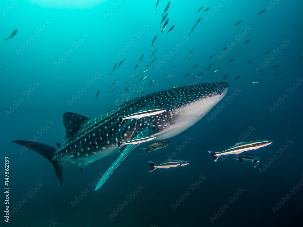 Naklejka premium Giant with an entourage