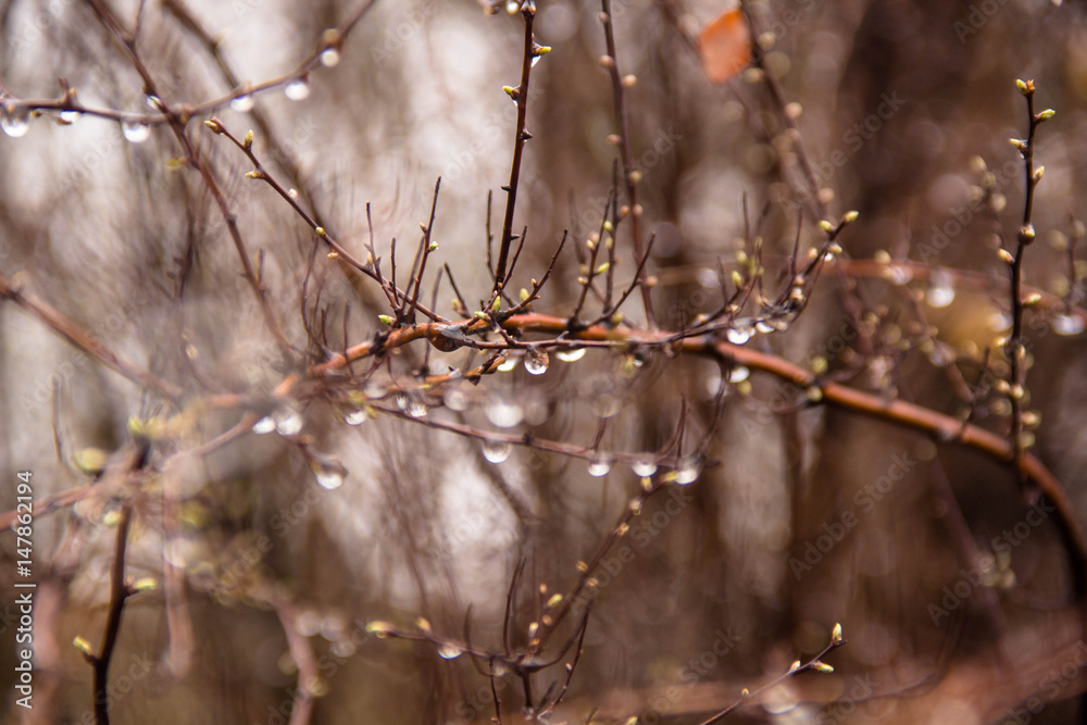 Branches of birch with earrings in raindrops on a background Branches of birch with earrings in raindrops on a background