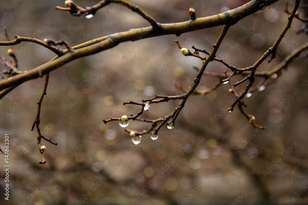 Branches of birch with earrings in raindrops on a background Branches of birch with earrings in raindrops on a background